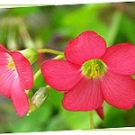 fleurs